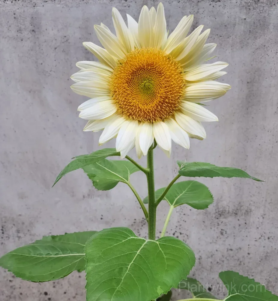 White Moonlight Sunflower Seeds – Elegant White Blooms, Easy to Grow & High Germination - View 3