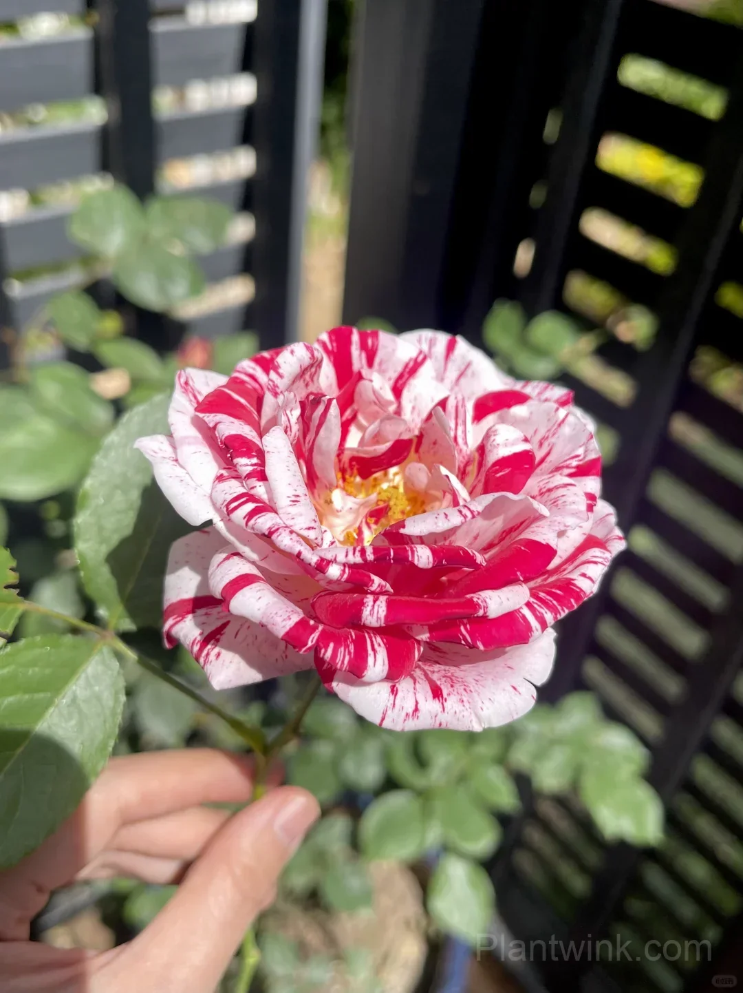 Vintage Pink Rose Seeds – Elegant Double Roses for Garden, Patio & Home Growing - View 1