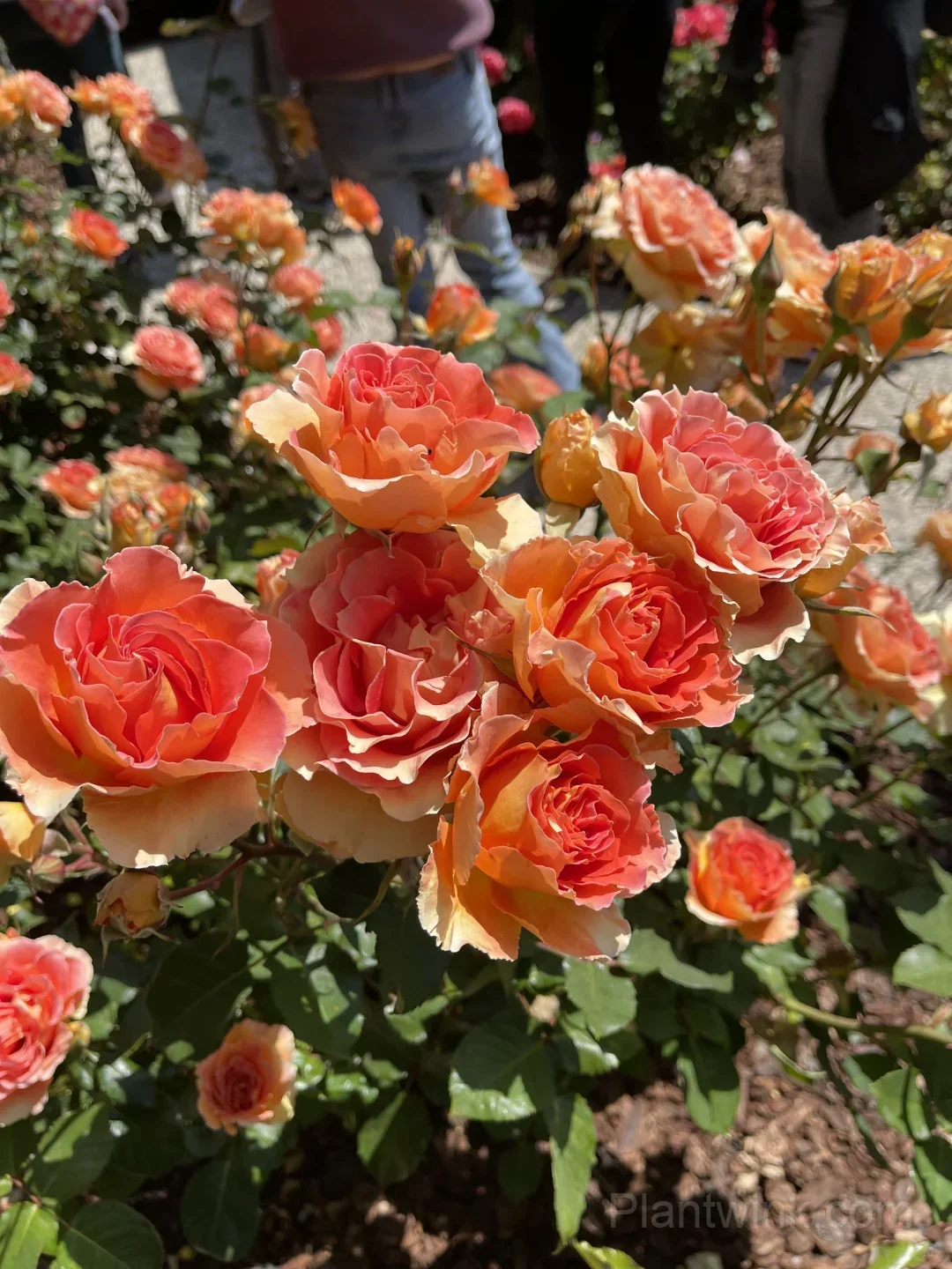 Brass Band Rose Seeds - Award-Winning Apricot Orange Floribunda, Disease Resistant Garden Flower - View 4