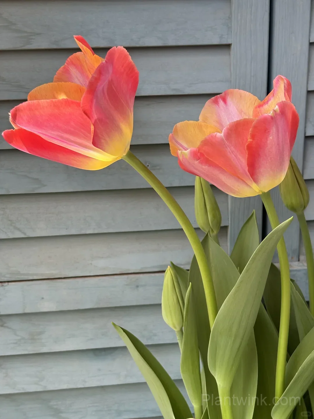 Peach Pink Tulip Bulbs – Coral Orange Flowering Tulips for Garden, Pots & Patio - View 2