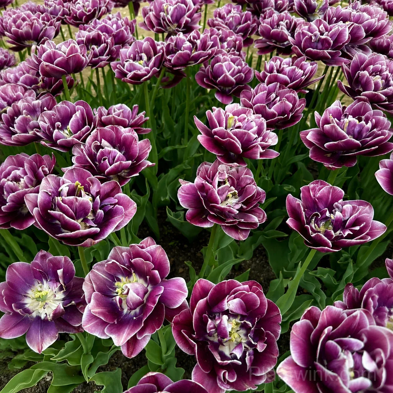 Purple & White Double Tulip Bulbs – Elegant Spring Blooms for Garden & Home detail manual selection