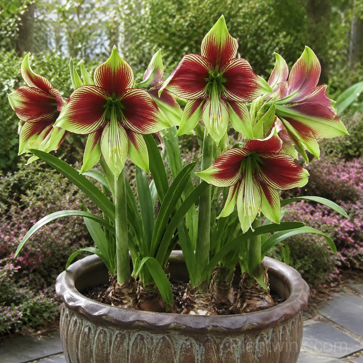 Papilio Amaryllis Bulbs - Main