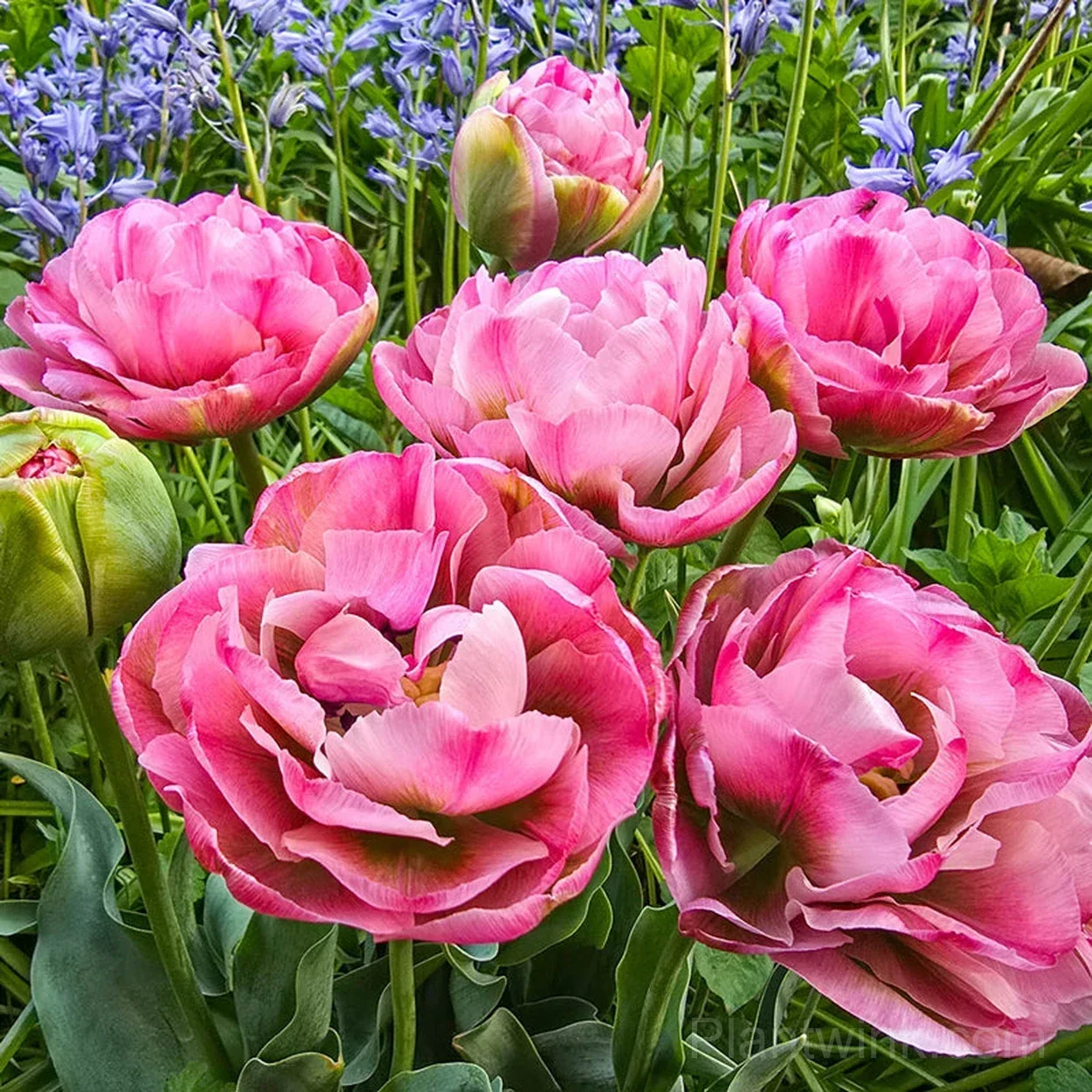 Pink Double Tulip Bulbs – Peony-Like Spring Blooms for Garden & Home - View 2