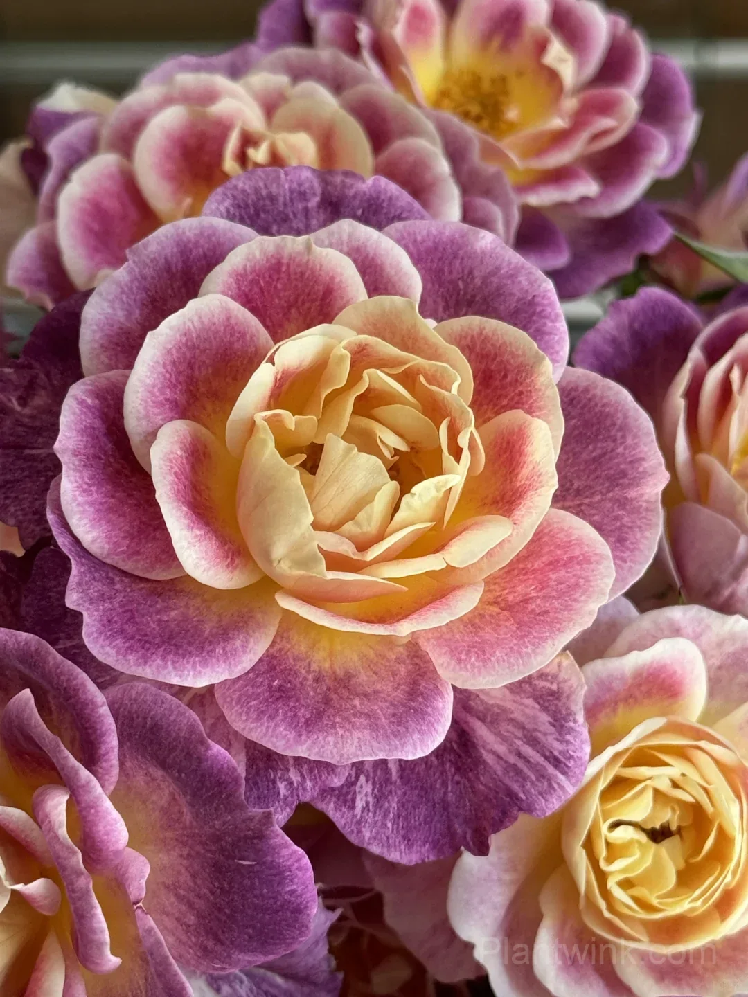Diablesse de Mers Rose Seeds - Rare Purple & Gold Floribunda Rose, Disease Resistant Garden Plant - View 4