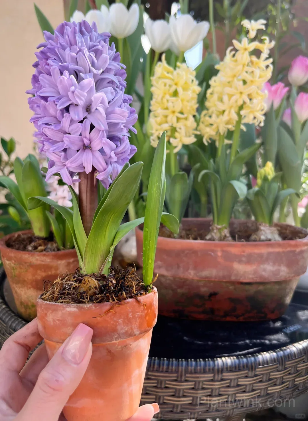 Hyacinth Bulbs – Fragrant Spring Flowers for Garden, Pots & Indoor Planting detail manual selection