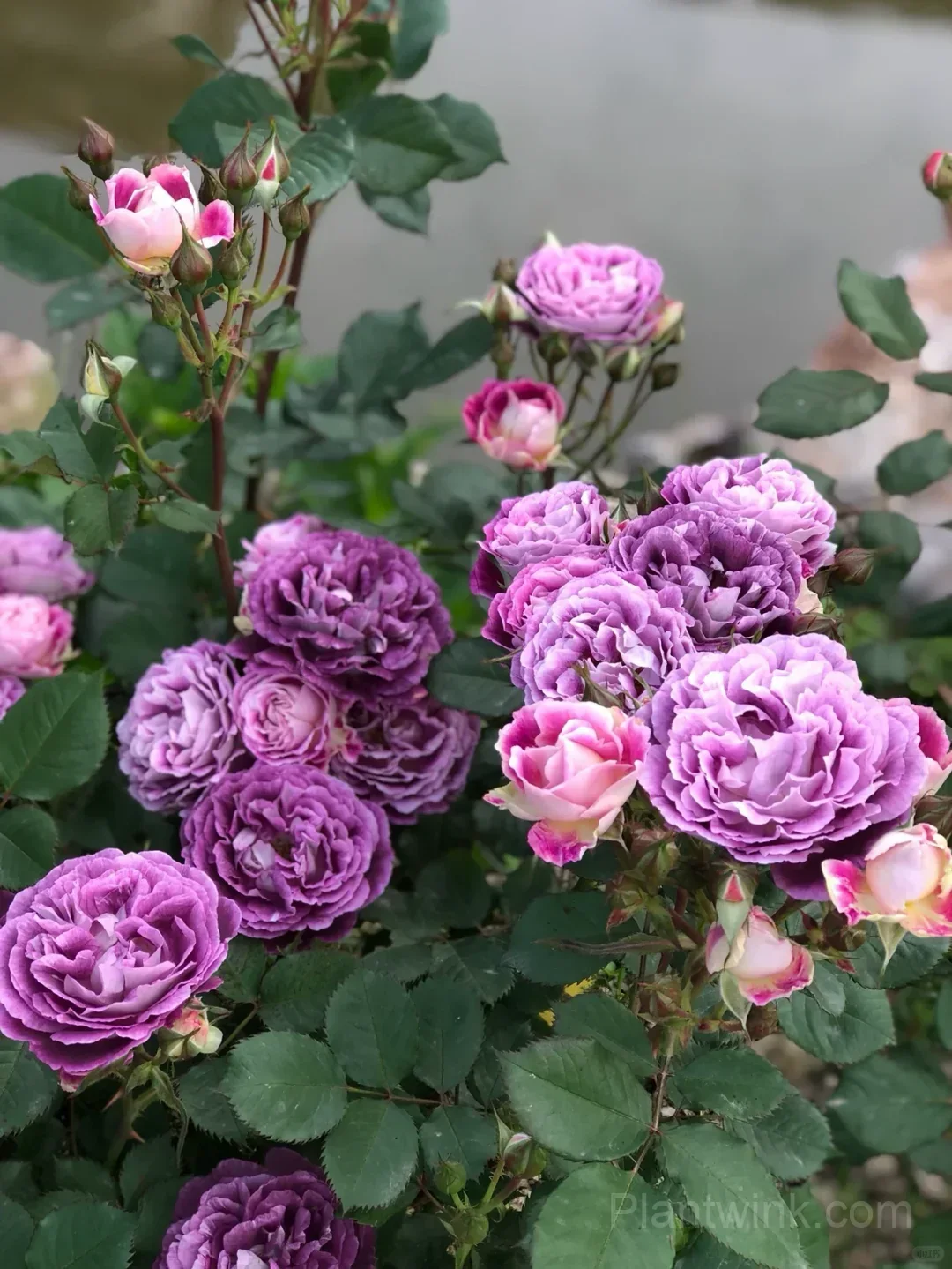 Deep Purple Rose Seeds – Magenta-Violet Double Blooms, Easy to Grow detail manual selection