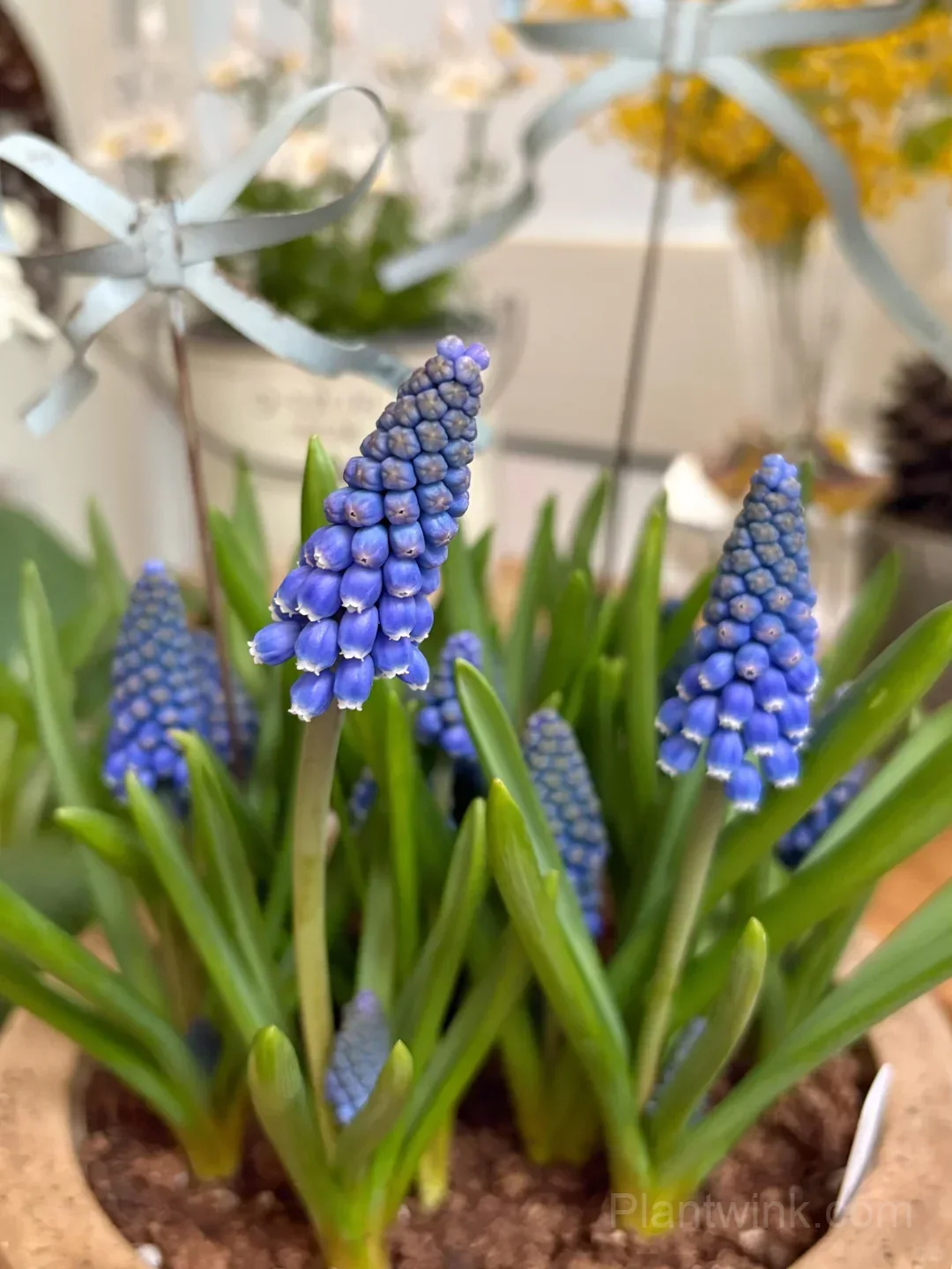 Grape Hyacinth Bulbs (Muscari) – Fragrant Blue Spring Flowers for Garden, Pots & Borders - View 4