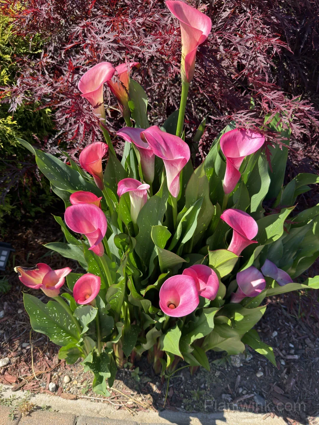 Calla Lily Bulbs – Elegant Trumpet-Shaped Blooms for Garden Beds, Patio Containers & Cut Flower Arrangements - View 3