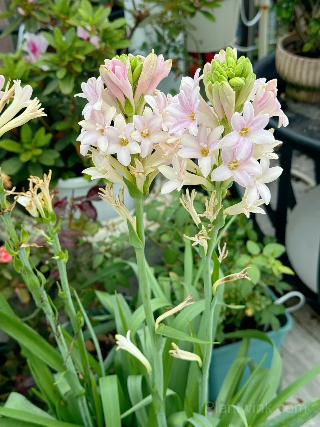 Tuberose Bulbs – Intensely Fragrant White Spikes for Night Gardens, Patio Planters & Perfume-Inspired Bouquets - View 3