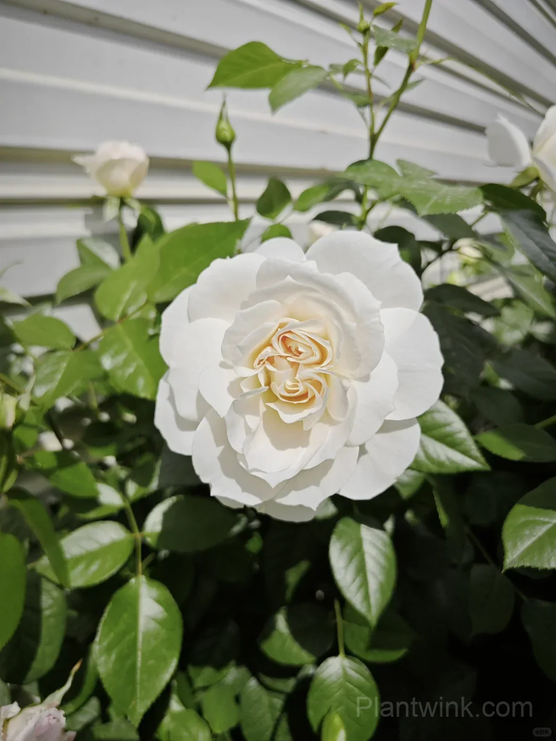 Opera Queen Rose Seeds - Cream & Apricot Bicolor Shrub Rose, Fragrant Citrus Scent detail manual selection