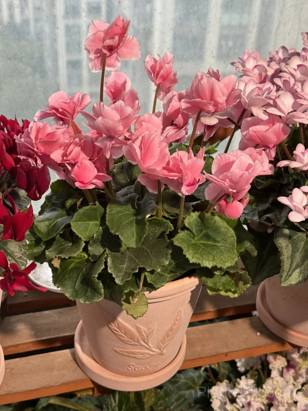 Cyclamen Bulbs– Easy-to-Grow Winter Bloomers for Indoor Pots, Balcony Planters & Holiday Decor detail manual selection