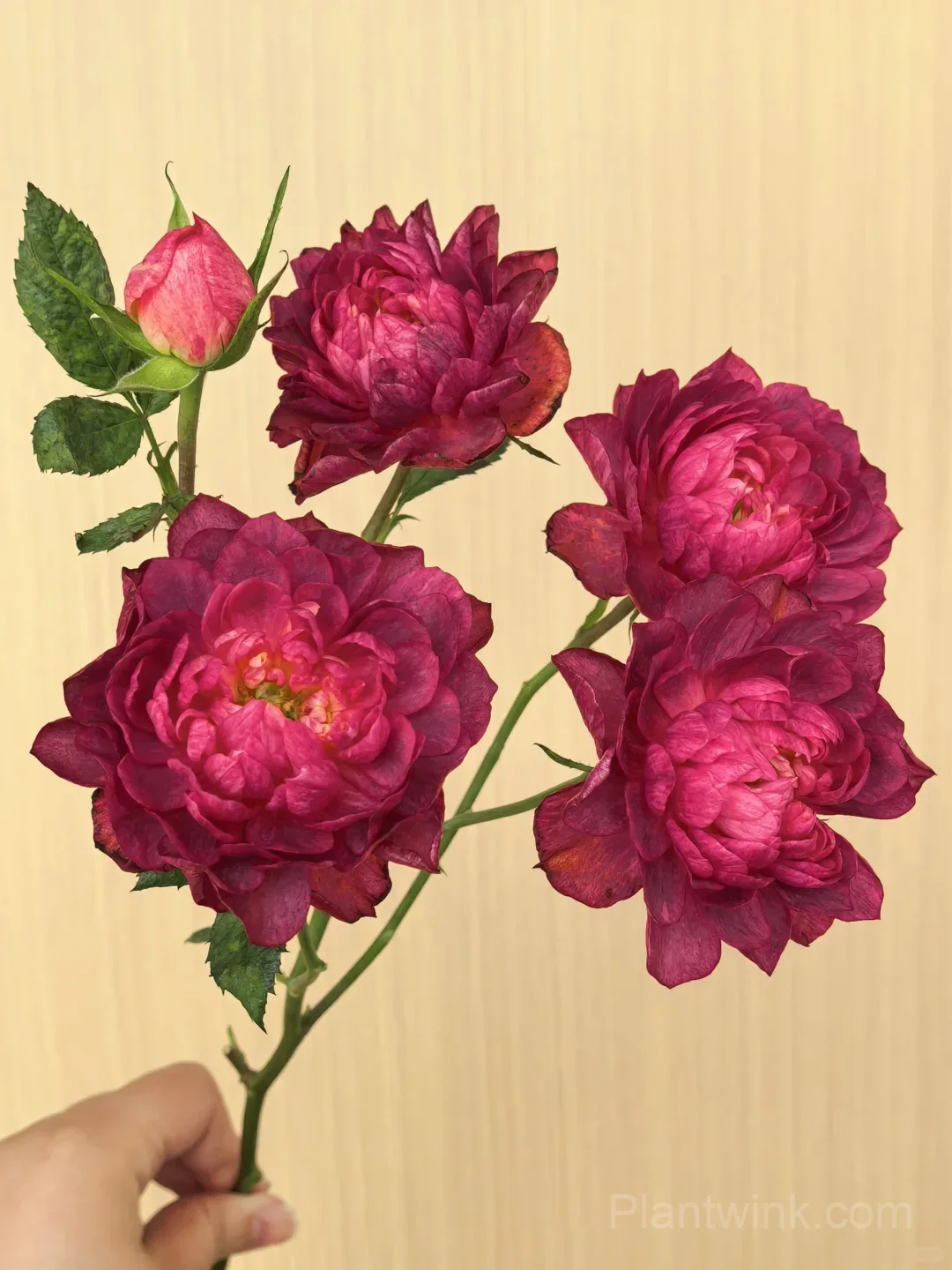 Black Jade Juice Rose Seeds - Rare Dark Red to Black Miniature Rose Plant for Patio & Container Gardening - View 3