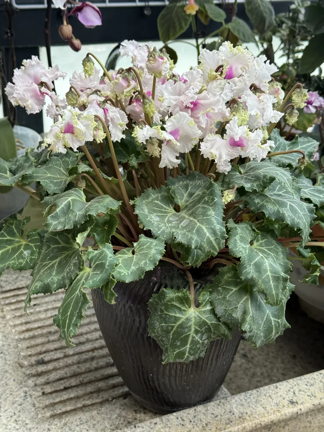 Cyclamen Bulbs– Easy-to-Grow Winter Bloomers for Indoor Pots, Balcony Planters & Holiday Decor detail manual selection