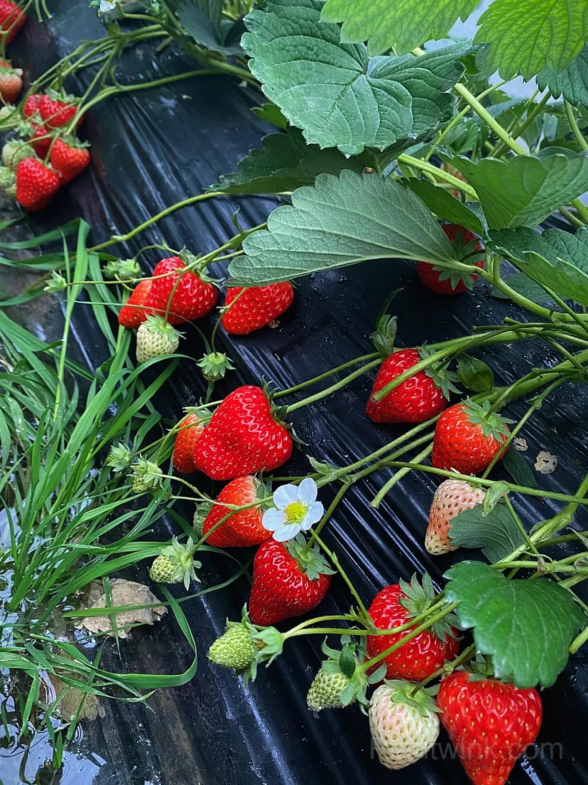 Everbearing Strawberry Seeds – Sweet Strawberries for Home Garden & Easy Growing - View 3
