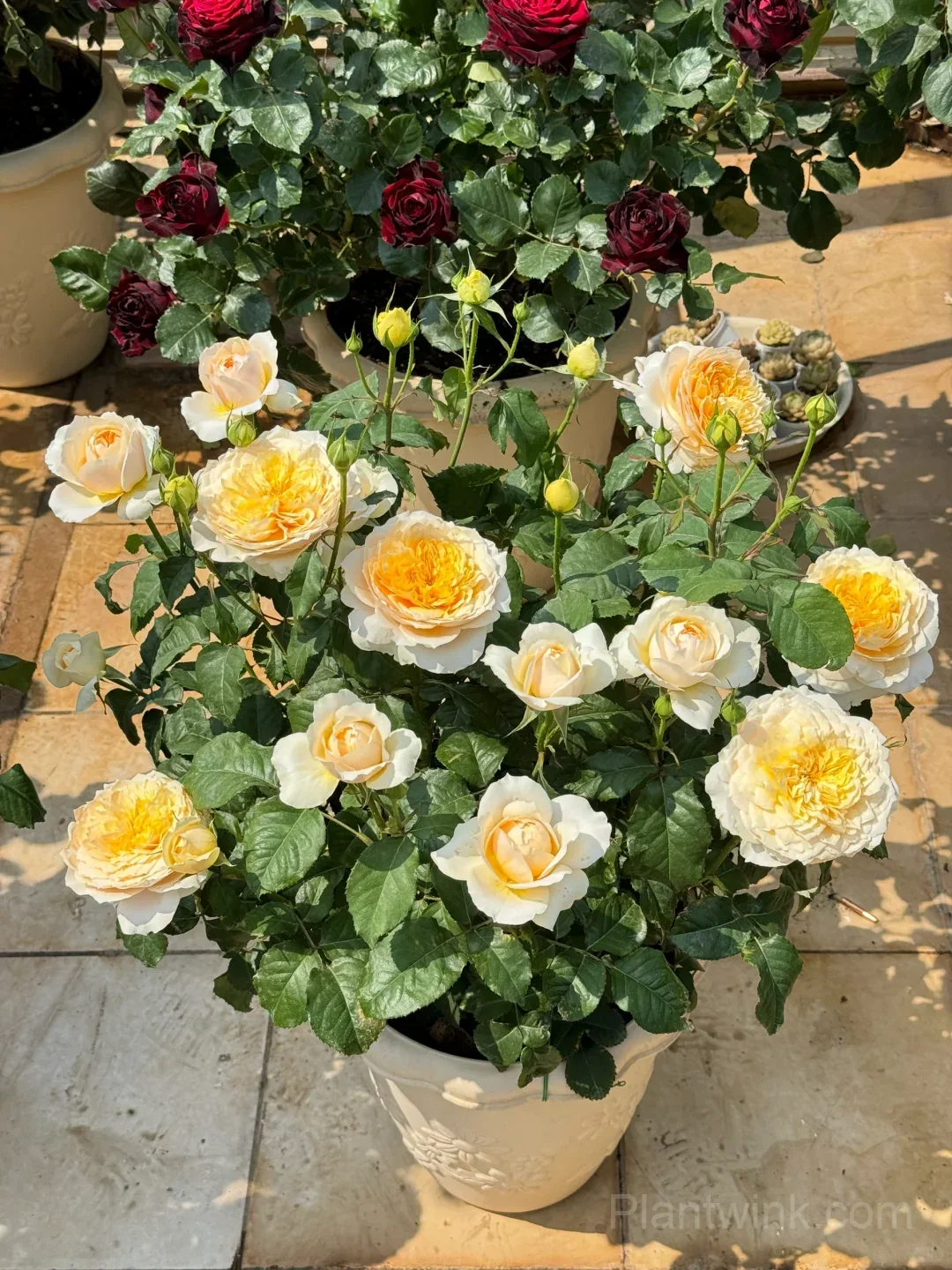 Creamy Yellow Rose Seeds – Golden Double Roses for Garden, Patio & Home Growing - Main
