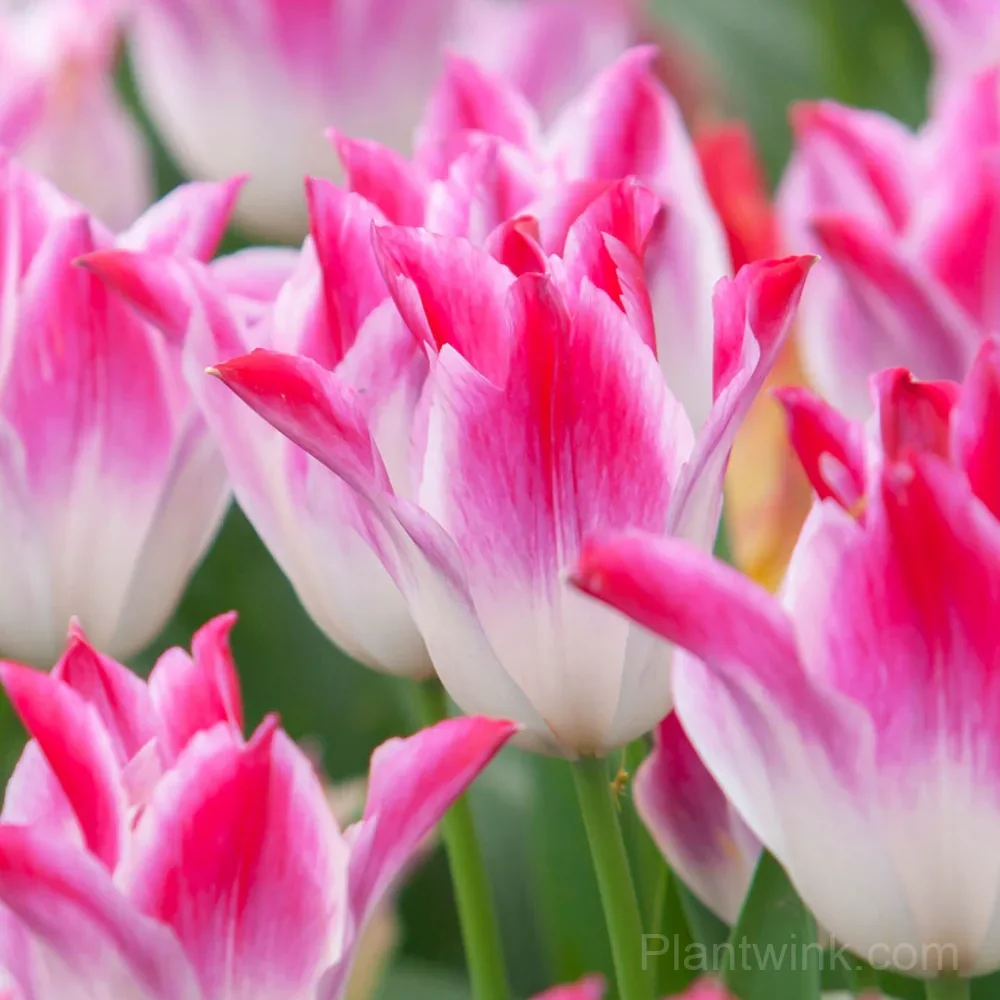Marilyn Tulip Bulbs, Pink & White Lily-Flowered Tulips for Garden & Patio detail manual selection