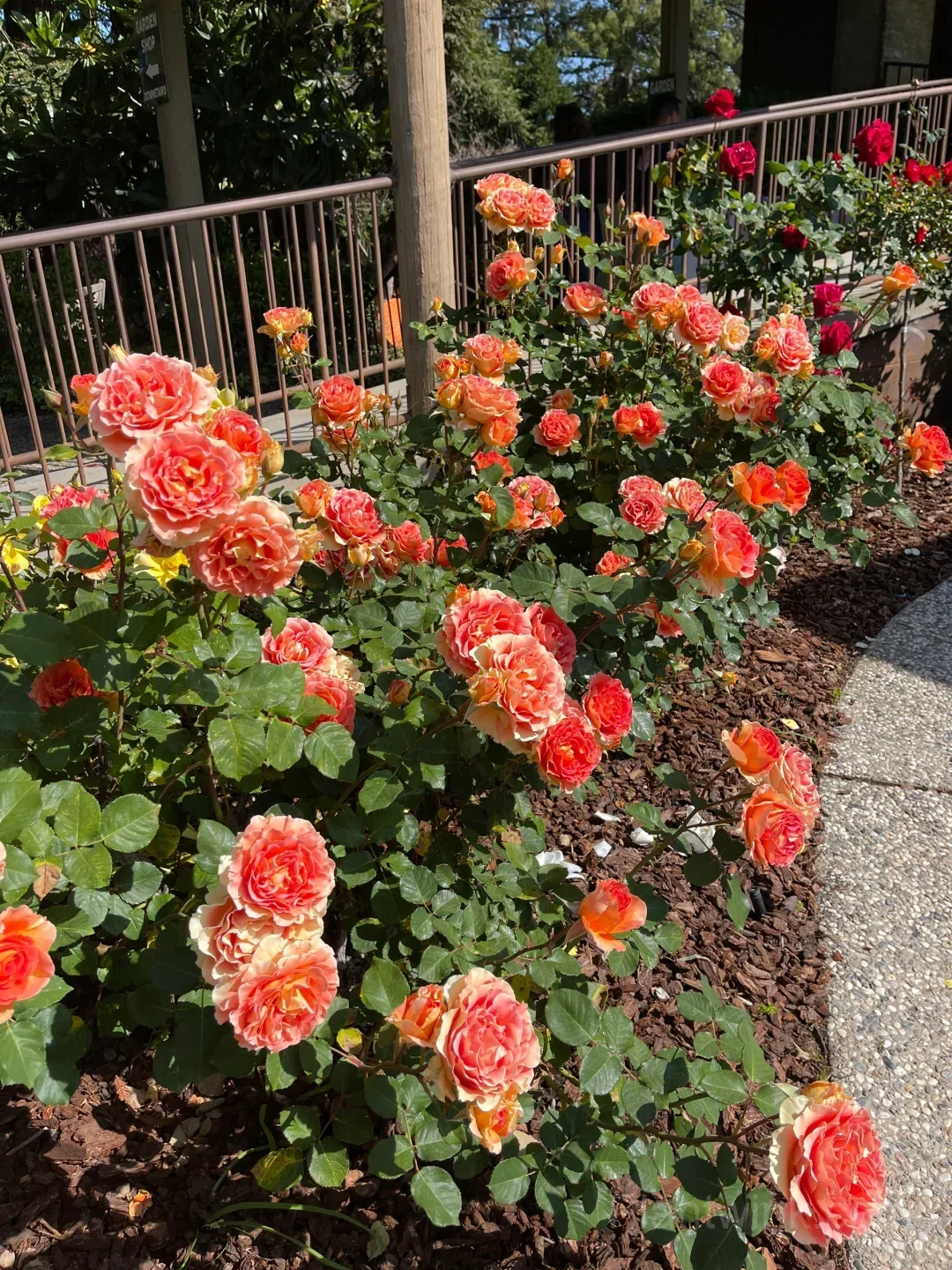 Brass Band Rose Seeds - Award-Winning Apricot Orange Floribunda, Disease Resistant Garden Flower - View 3