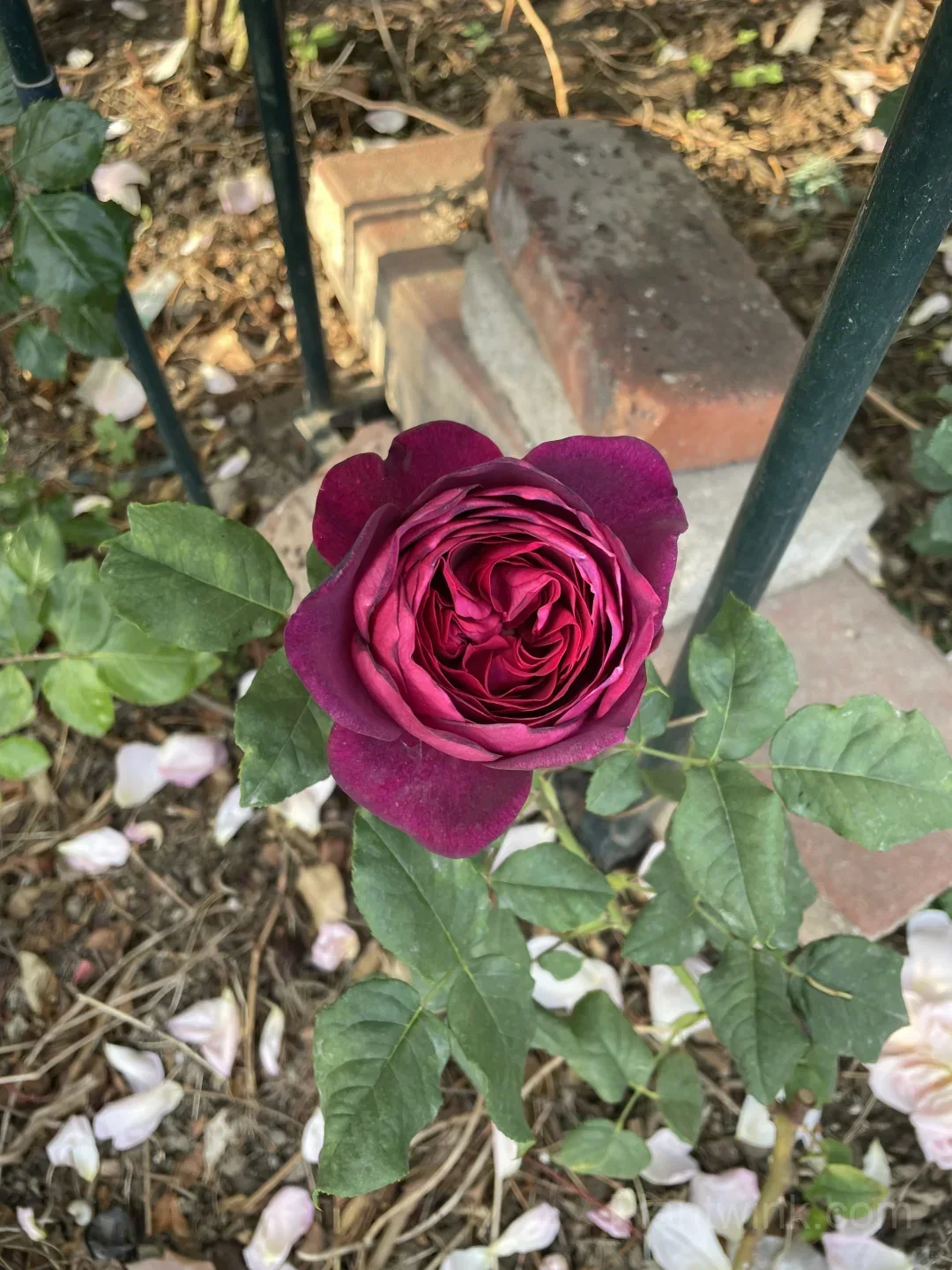 Deep Purple Rose Seeds – Elegant Double Blooms, Easy to Grow - View 3