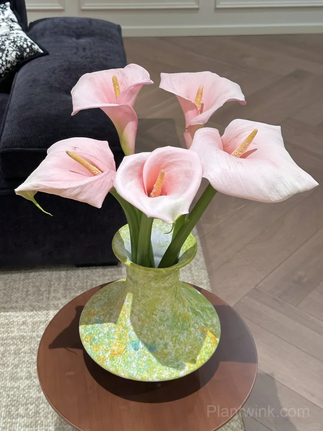 Calla Lily Bulbs – Elegant Trumpet-Shaped Blooms for Garden Beds, Patio Containers & Cut Flower Arrangements - View 5