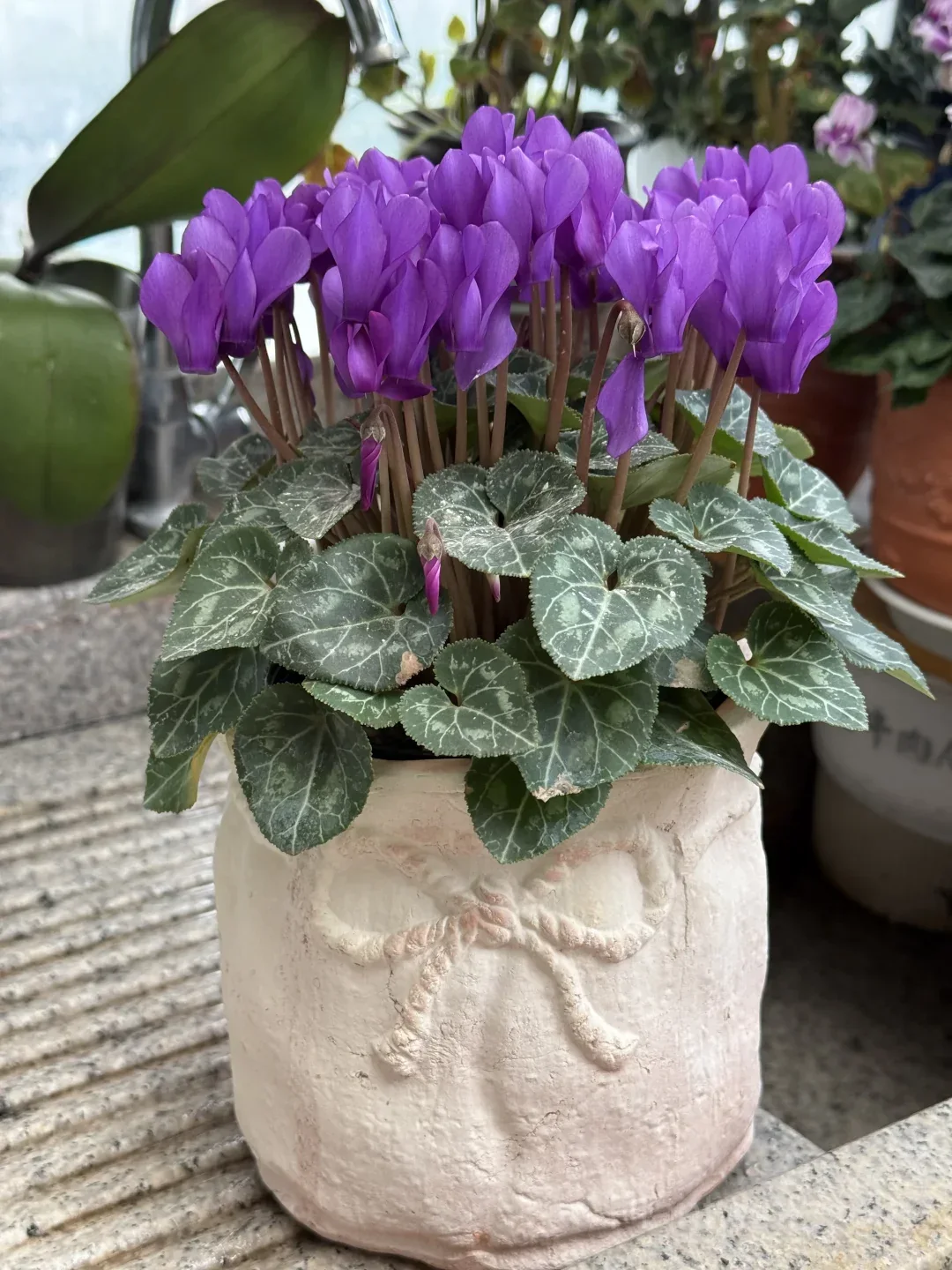 Cyclamen Bulbs– Easy-to-Grow Winter Bloomers for Indoor Pots, Balcony Planters & Holiday Decor - View 4