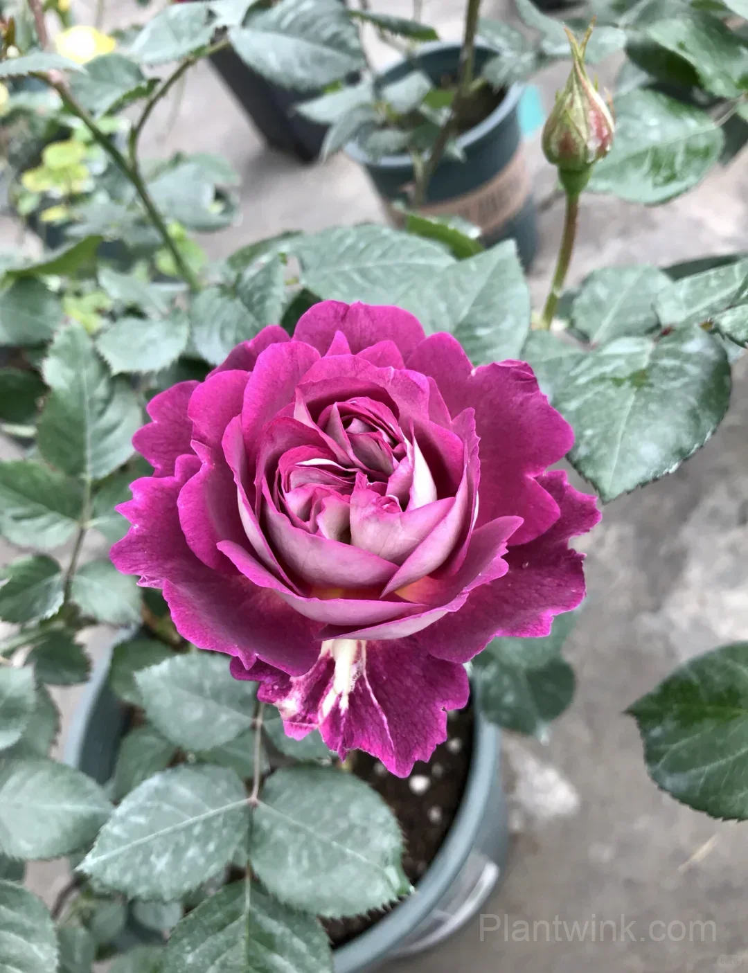 Deep Purple Rose Seeds – Magenta-Violet Double Blooms, Easy to Grow - View 3