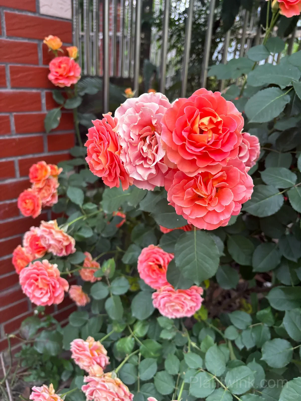 Brass Band Rose Seeds - Award-Winning Apricot Orange Floribunda, Disease Resistant Garden Flower - View 2