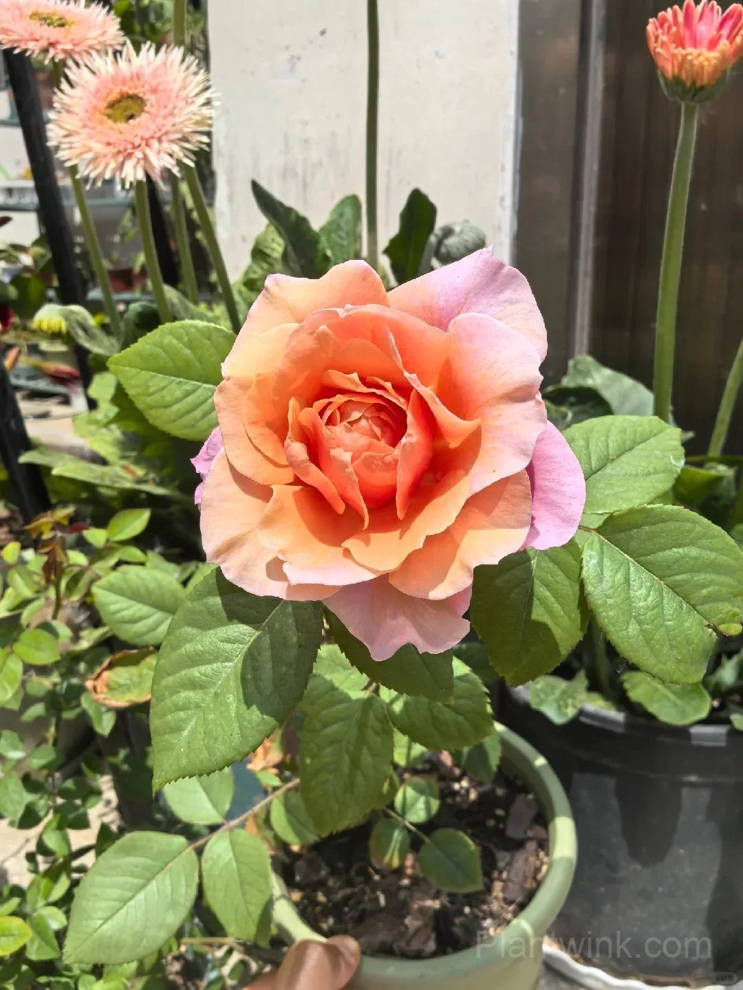 Distant Drums Rose Seeds - Rare Color-Changing Mauve & Bronze Shrub, Strong Myrrh Fragrance - View 6