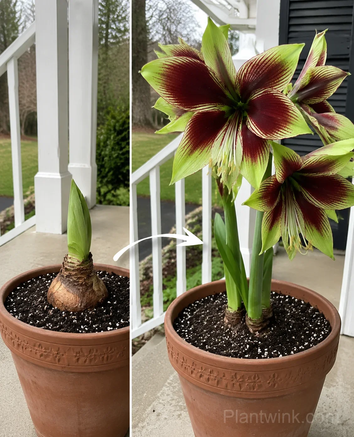 Papilio Amaryllis Bulbs detail