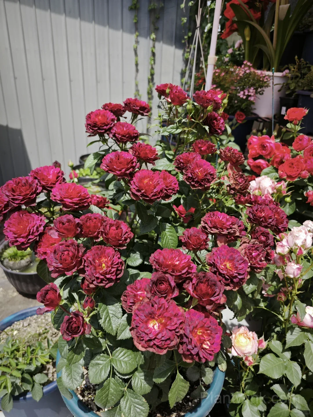 Black Jade Juice Rose Seeds - Rare Dark Red to Black Miniature Rose Plant for Patio & Container Gardening - View 2