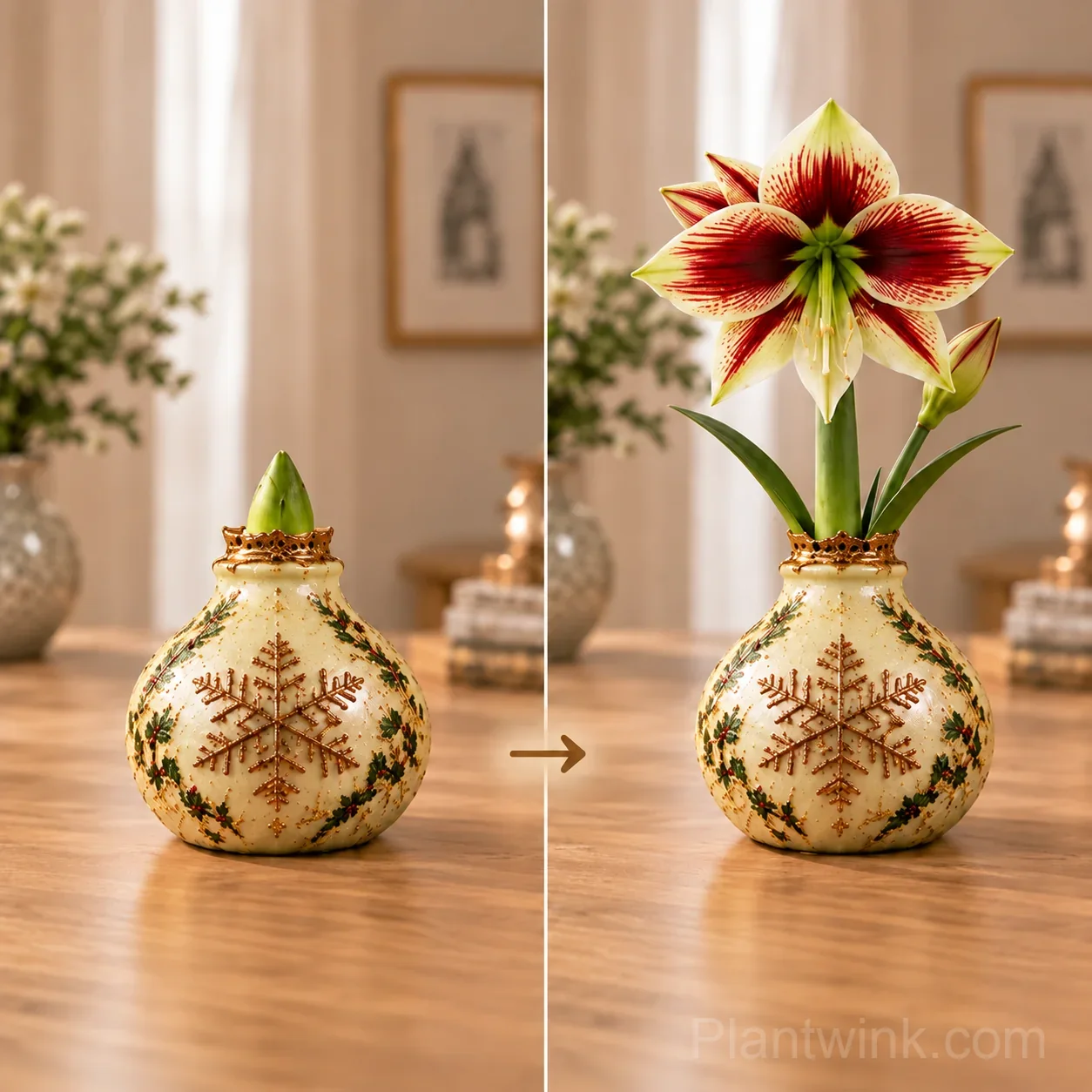 Holiday Waxed Amaryllis Bulbs – No Soil, No Water, Just Watch Them Bloom 🎄🌺 detail