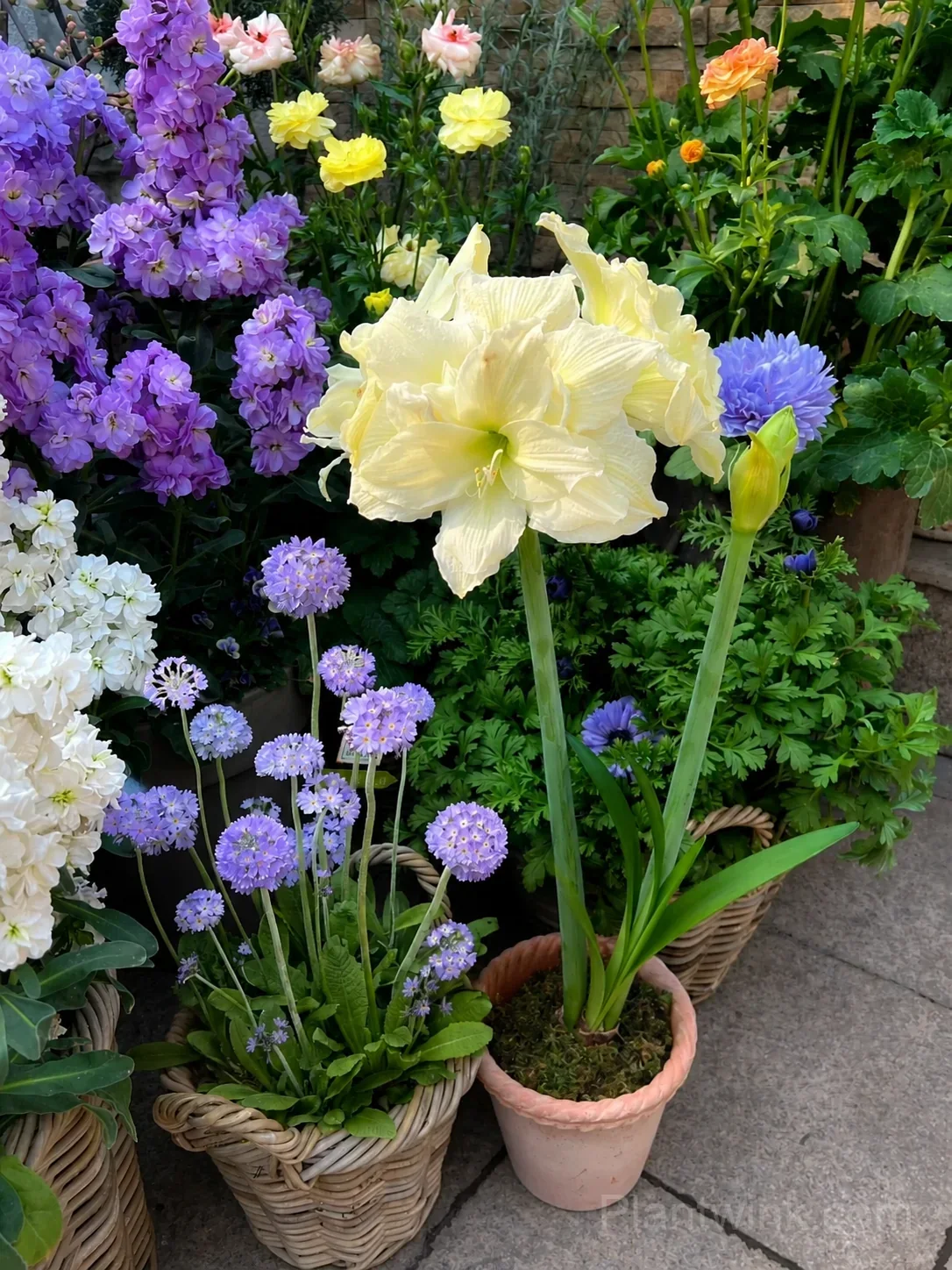 Yellow Amaryllis Bulbs – Golden Yellow Blooms, Easy to Grow & Reblooming - Alt