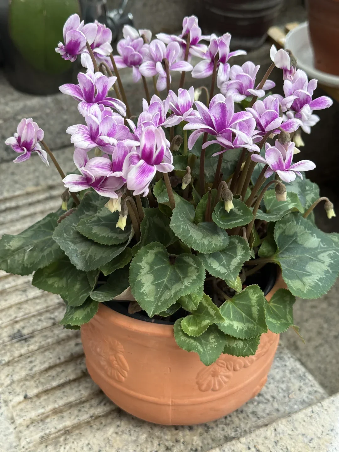 Cyclamen Bulbs– Easy-to-Grow Winter Bloomers for Indoor Pots, Balcony Planters & Holiday Decor - View 5