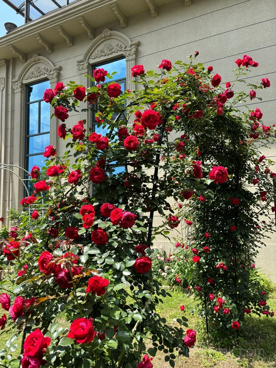Florentina Rose Seeds – Climbing Red Roses for Garden, Trellis & Home Growing detail manual selection
