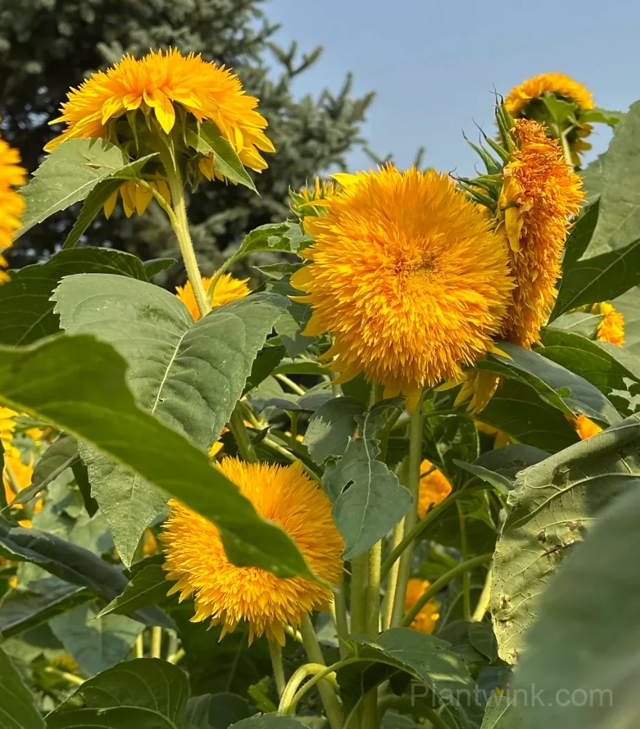 Teddy Bear Sunflower Seeds – Dwarf Double Blooms, Easy to Grow & High Germination - View 8