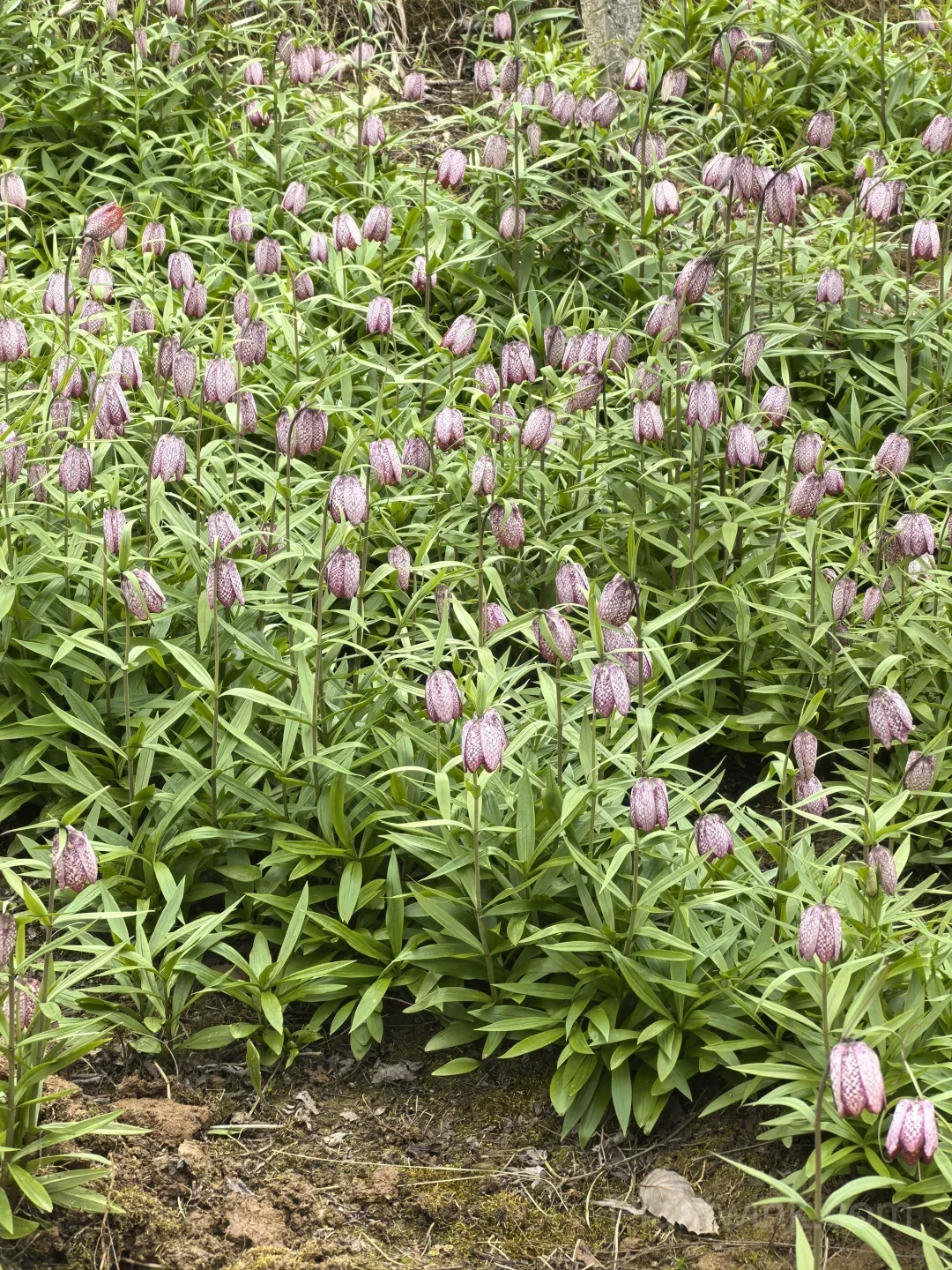 Fritillaria Meleagris Bulbs – Unique Checkered Spring Flowers for Gardens, Containers & Naturalizing - View 7