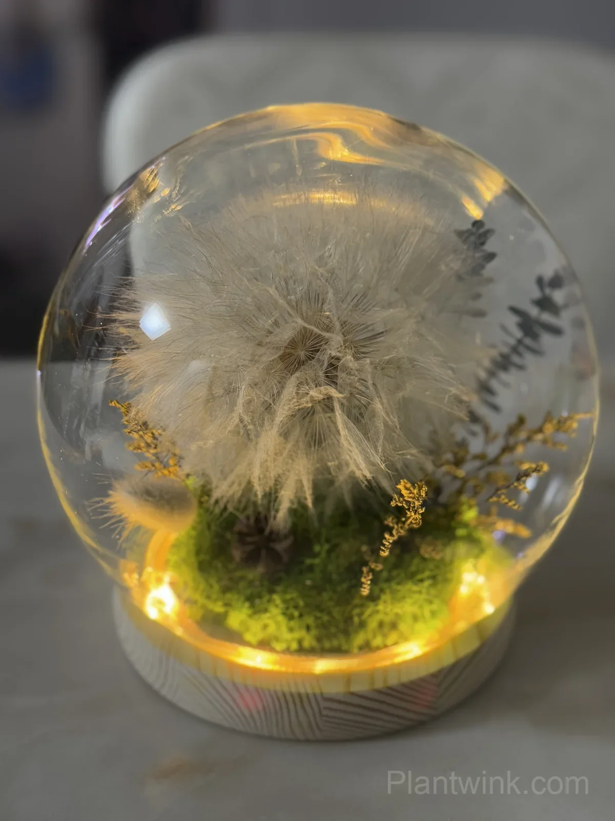 Giant Dandelion Seeds – Large Flower Seeds for Garden, Lawn & Home Growing - View 3