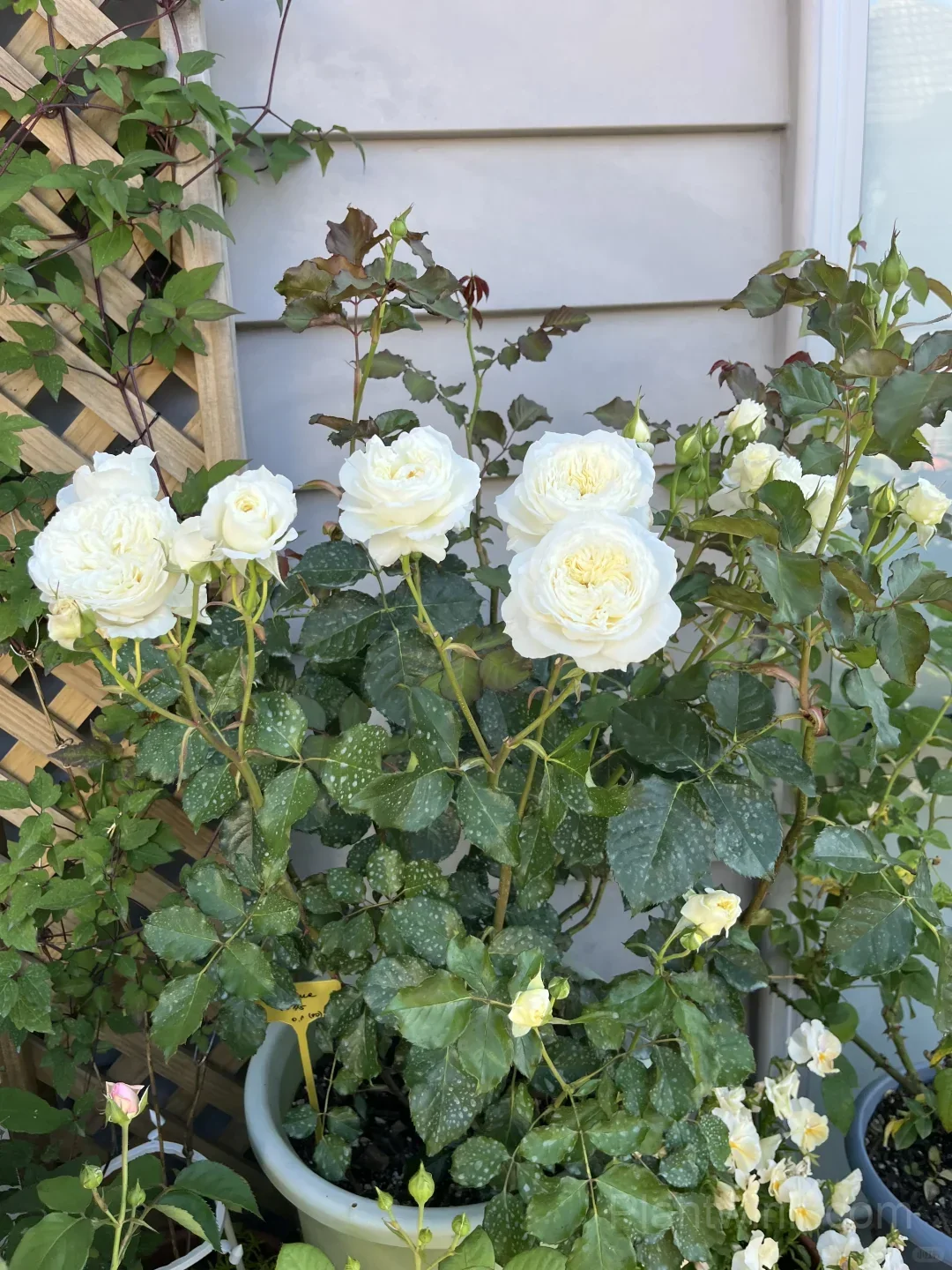 Cream White Rose Seeds – Large Double Blooms, Easy to Grow - View 2