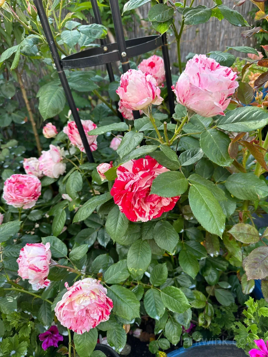 Vintage Pink Rose Seeds – Elegant Double Roses for Garden, Patio & Home Growing - View 4