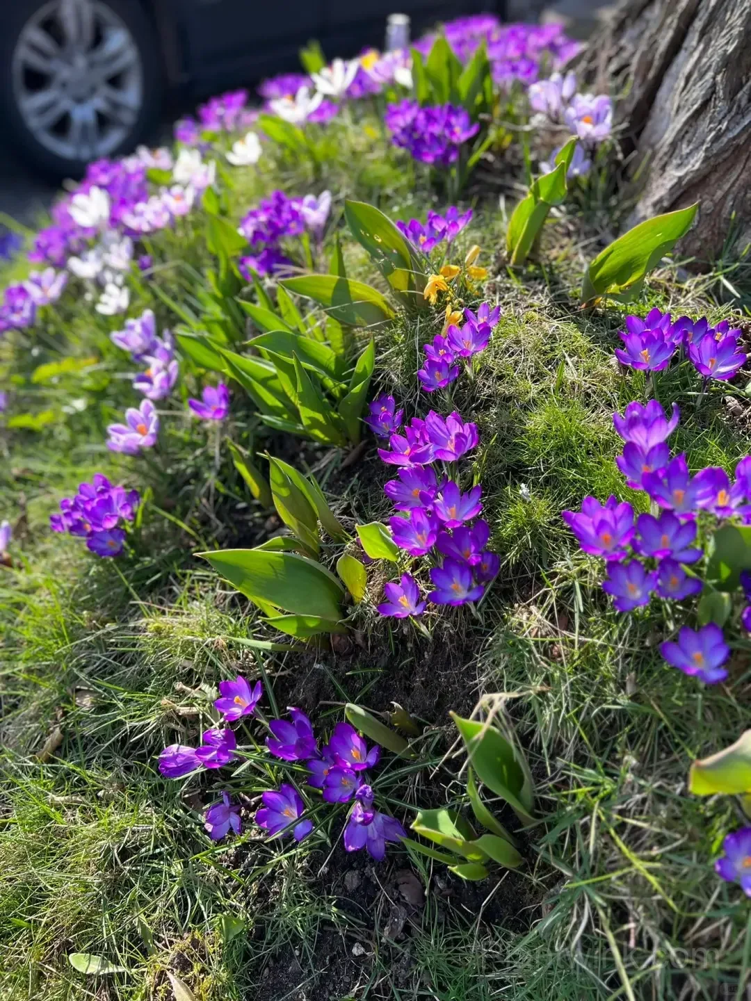 Crocus Bulbs – Colorful Spring Flowers for Garden, Pots & Landscaping detail manual selection