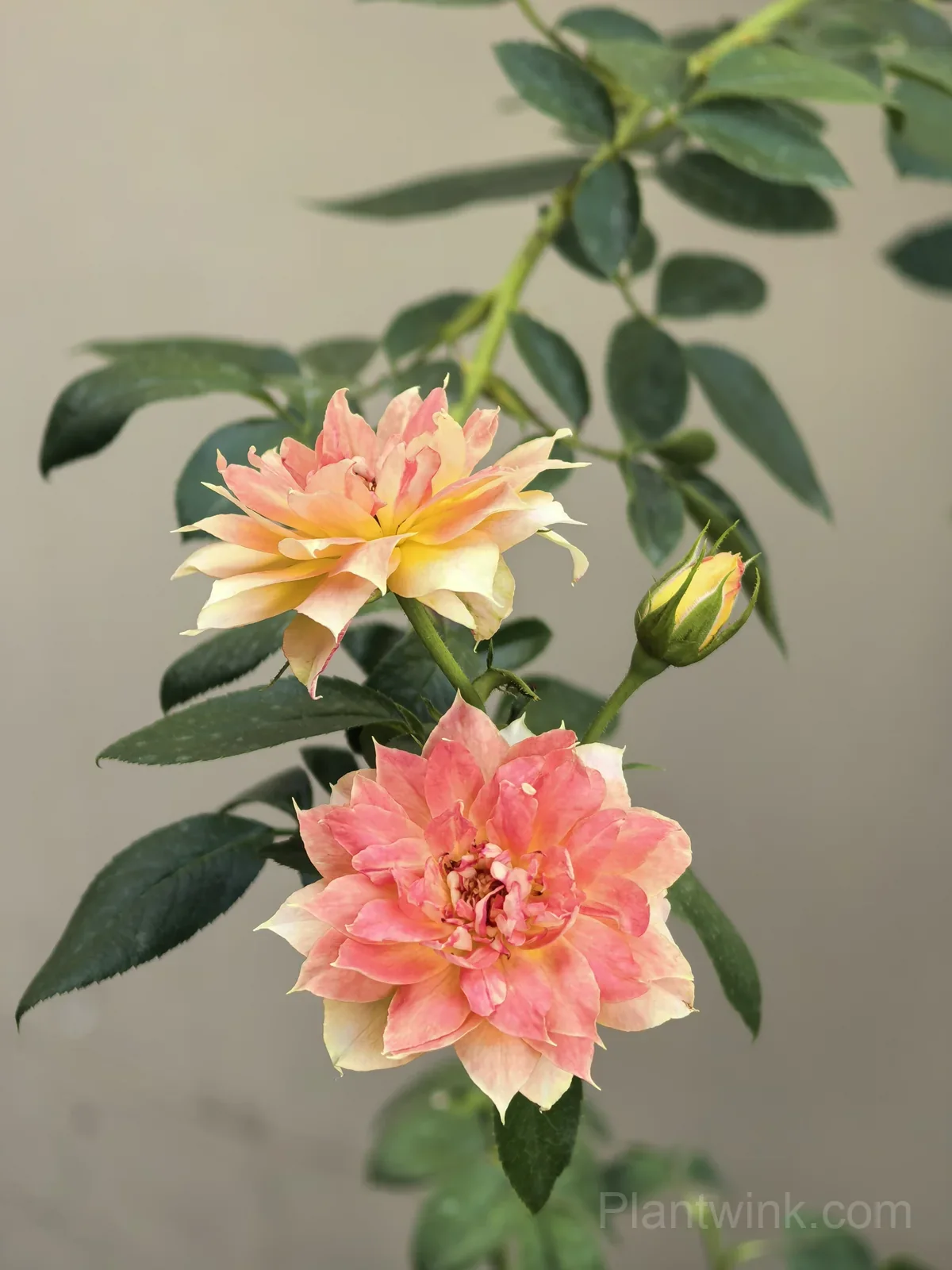 Pumpkin Orange Rose Seeds – Vibrant Orange Blooms, Easy to Grow & Fragrant - View 2