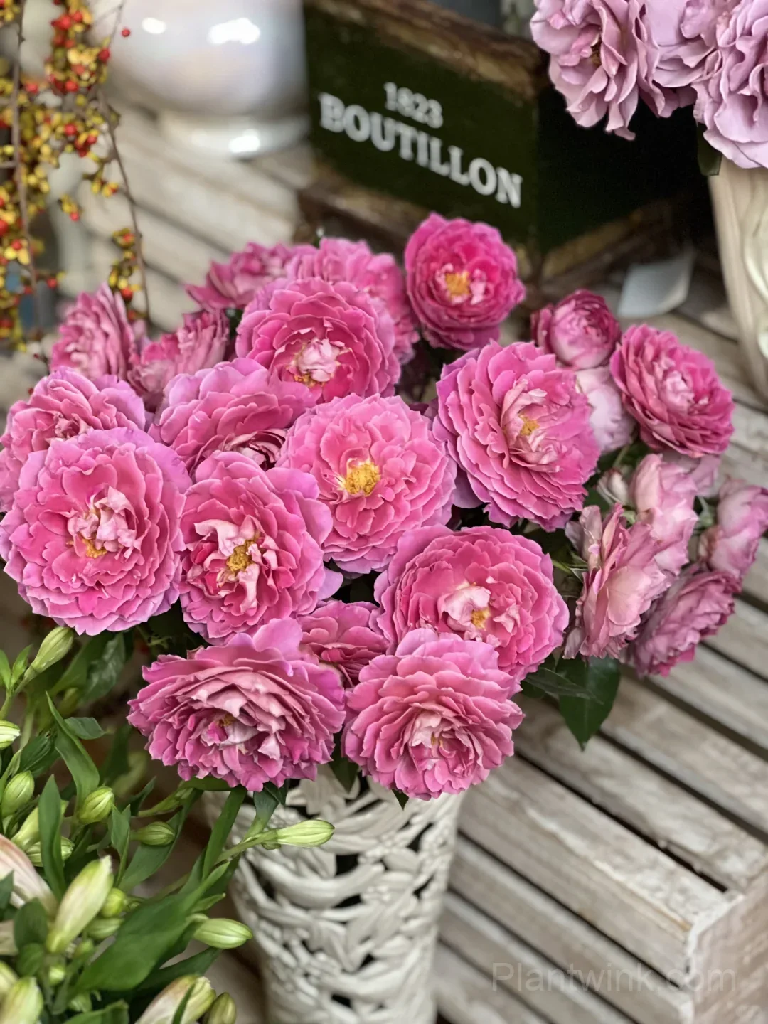 Ruffled Pink Rose Seeds – Large Double Roses for Garden, Patio & Home Growing detail manual selection