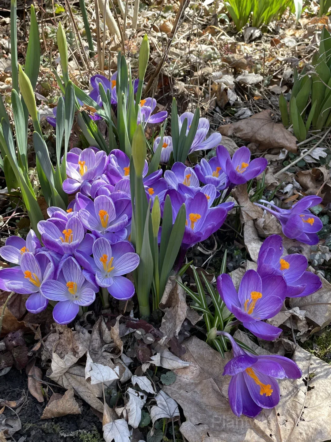 Crocus Bulbs – Colorful Spring Flowers for Garden, Pots & Landscaping - View 2