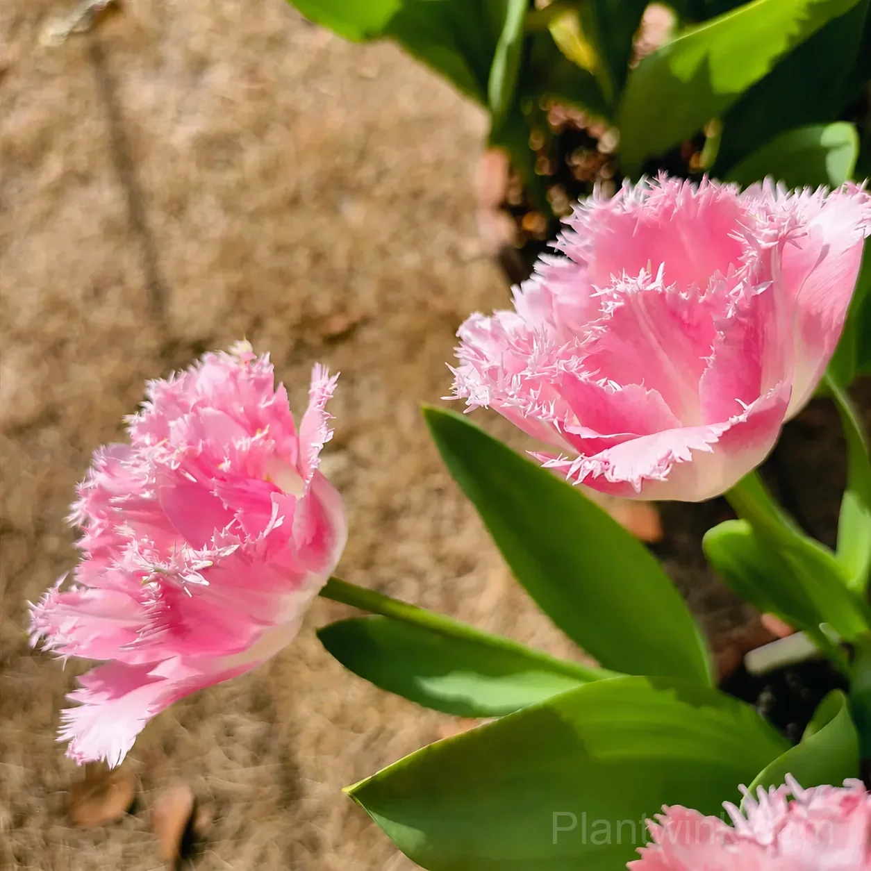 Pink Fringed Tulip Bulbs – Elegant Double-Layered Petals for Garden & Patio detail manual selection