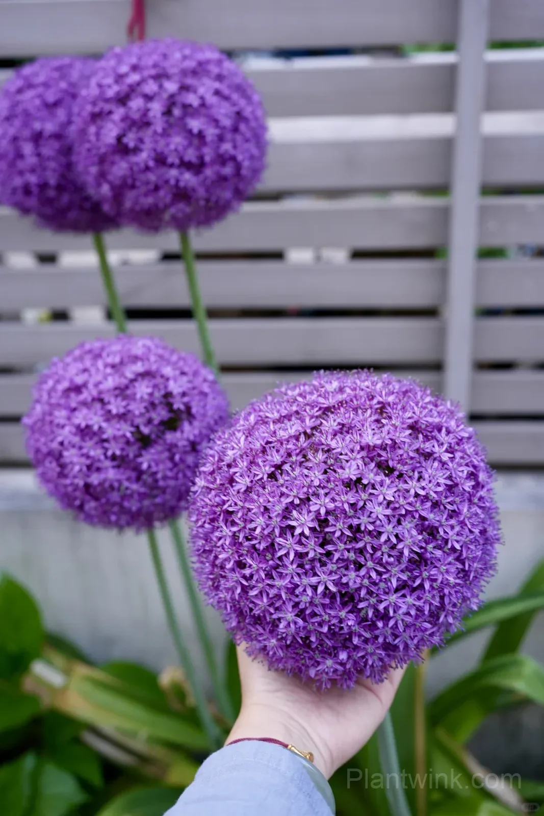Allium Giganteum Bulbs – Giant Purple Globe Flowers for Garden Borders, Containers & Dried Floral Displays - View 3