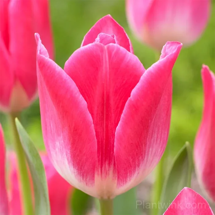 Pink & White Tulip Bulbs, Beautiful Pink Tulip Flowers for Garden, Patio & Pots detail manual selection