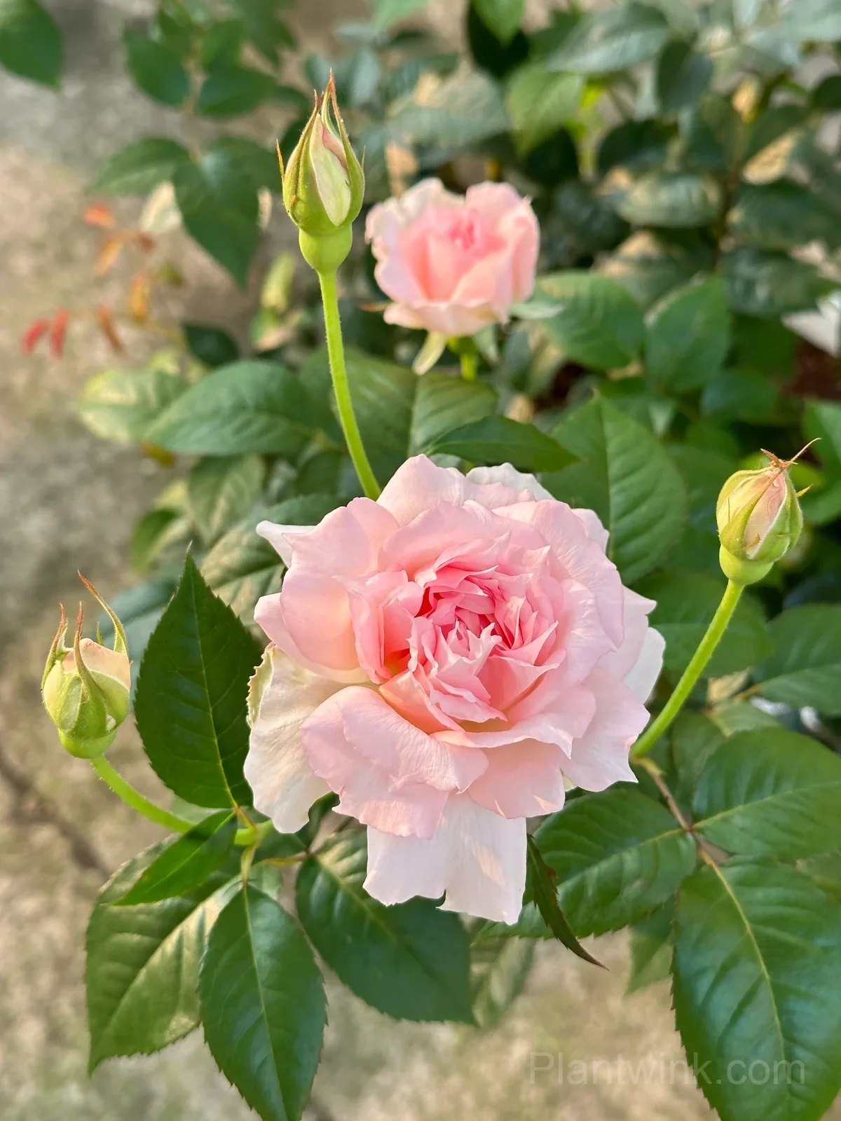 Pink & White Frilled Rose Seeds – Ruffled Double Blooms, Easy to Grow - View 3
