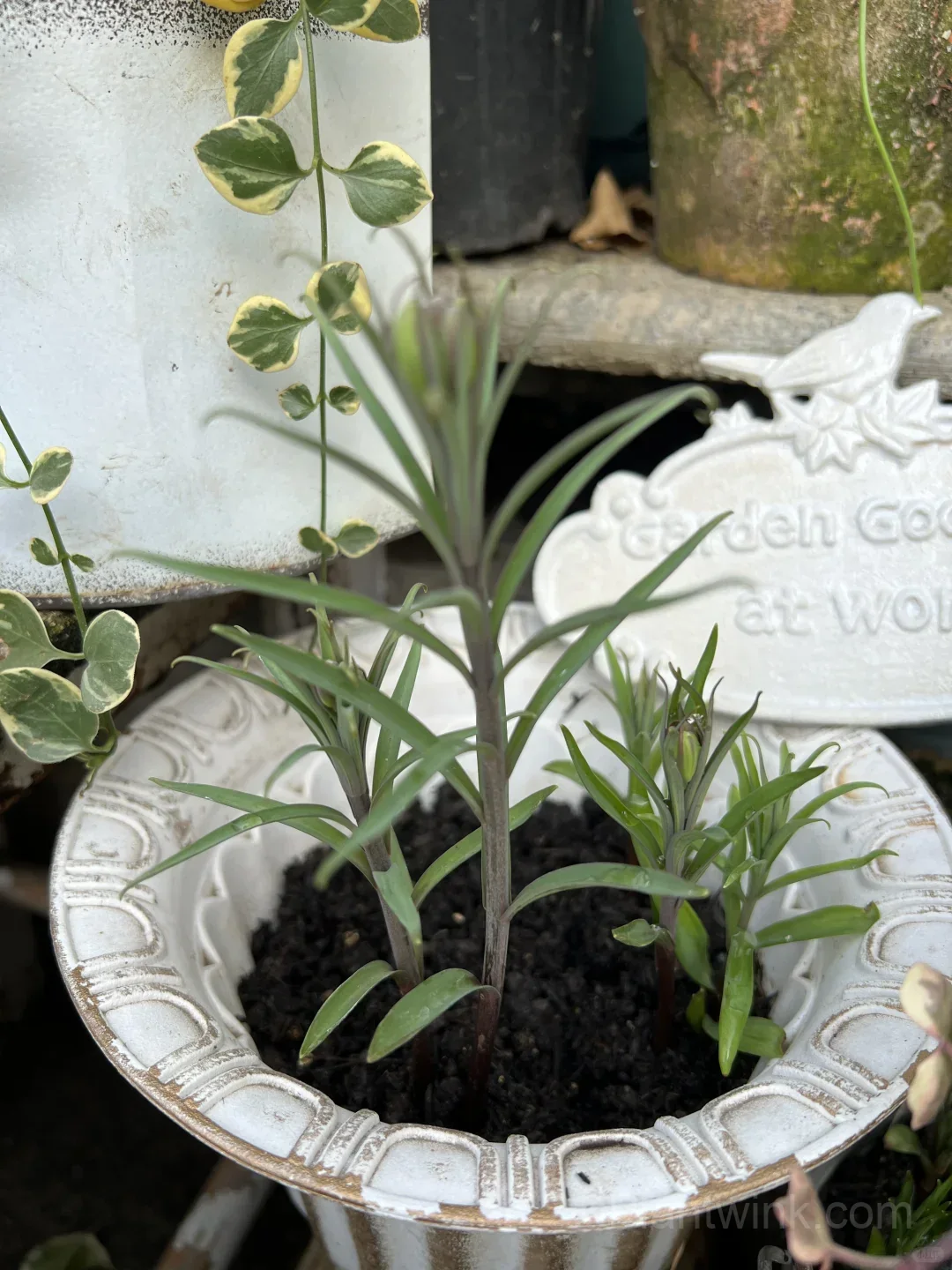 Fritillaria Thunbergii Bulbs – Rare Bell-Shaped Checkered Flowers for Woodland Gardens, Containers & Naturalized Landscapes - View 8