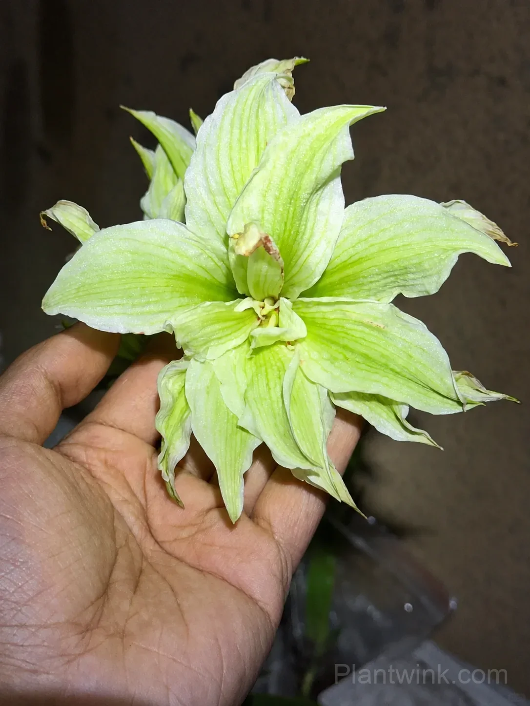 Green Amaryllis Bulbs – Unique Green Flowering Bulbs for Indoor & Garden Growing - View 2