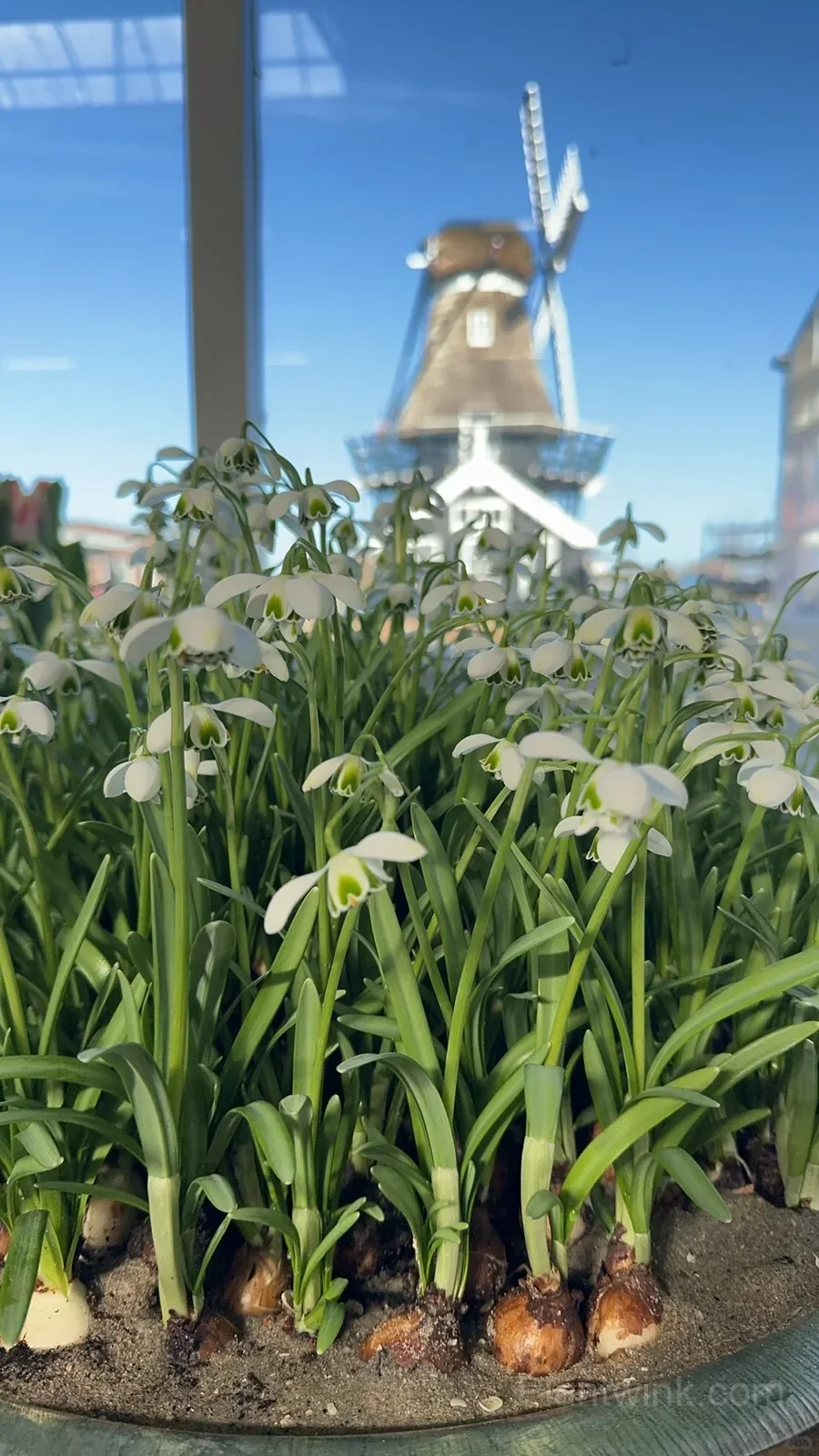 Snowdrop Bulbs (Galanthus) – Hardy White Spring Flowers for Garden, Pots & Landscaping - View 4