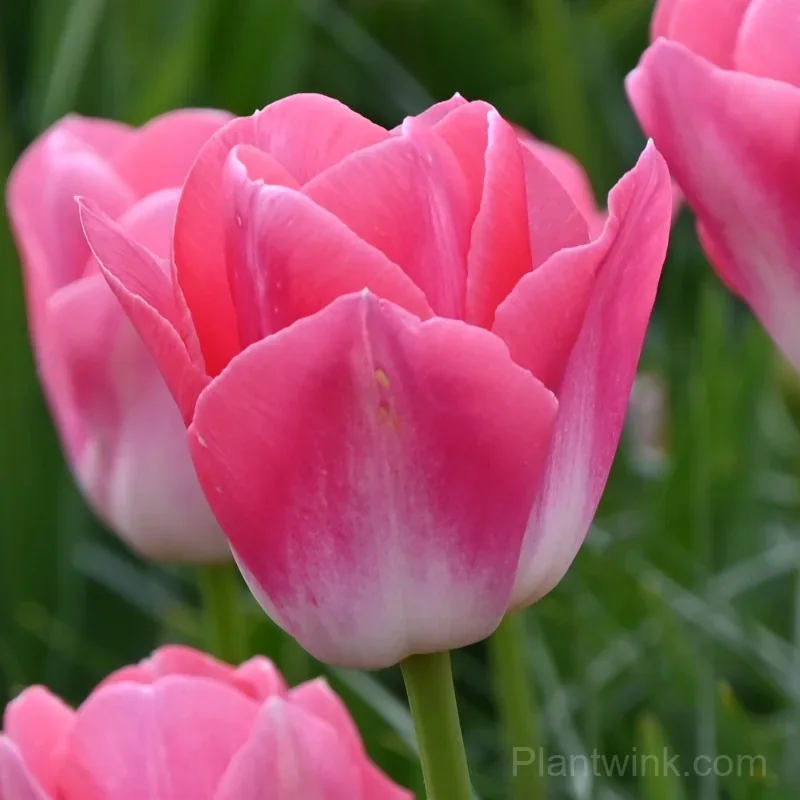 Pink & White Tulip Bulbs, Beautiful Pink Tulip Flowers for Garden, Patio & Pots detail manual selection